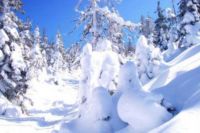 Forêt canadienne en hiver